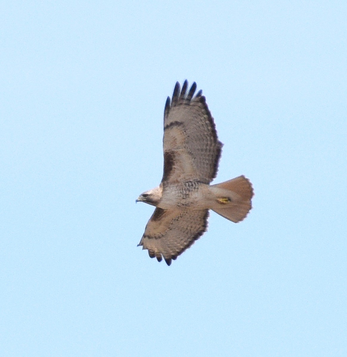 Red-tailed Hawk (borealis) - ML617489694