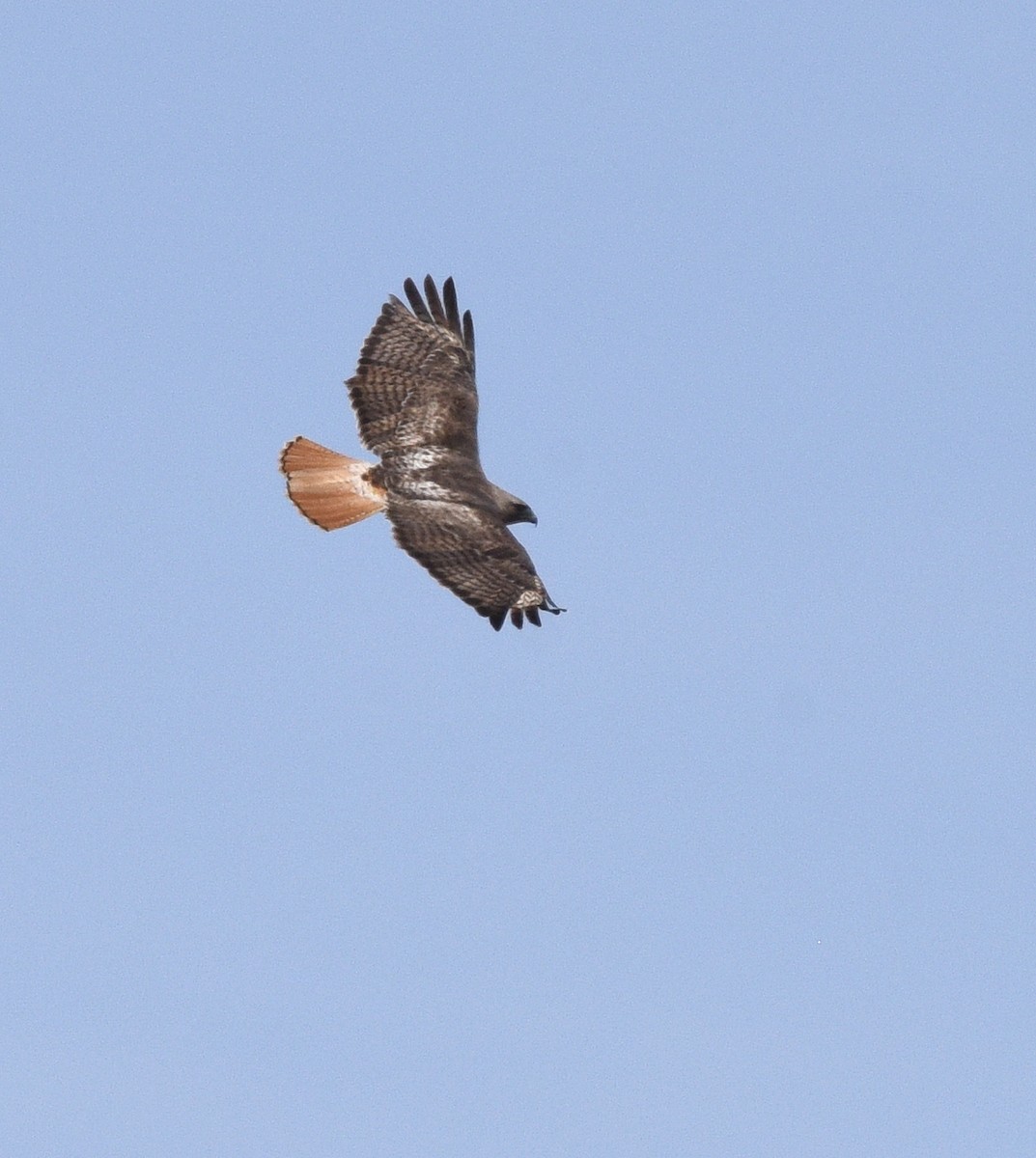 Red-tailed Hawk (borealis) - ML617489695