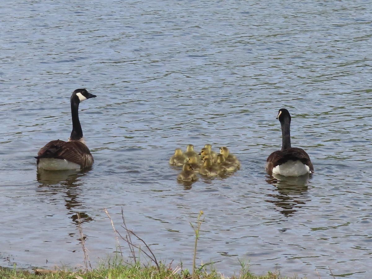 Canada Goose - ML617489726