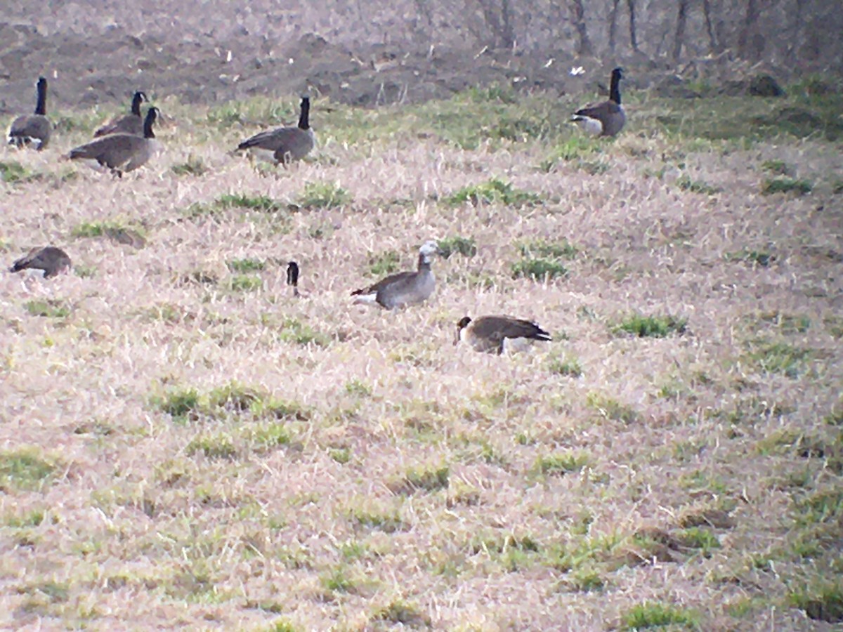 Snow x Canada Goose (hybrid) - ML617489743