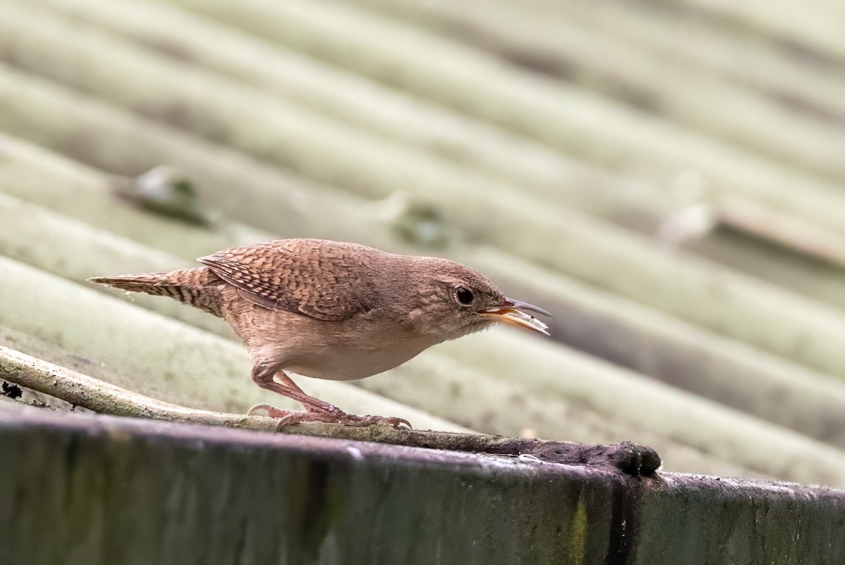 House Wren - Sandy & Bob Sipe