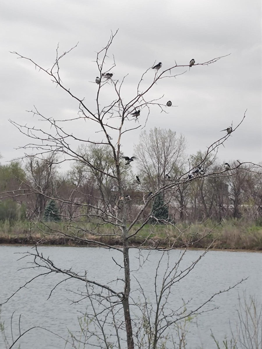 Tree Swallow - ML617489772