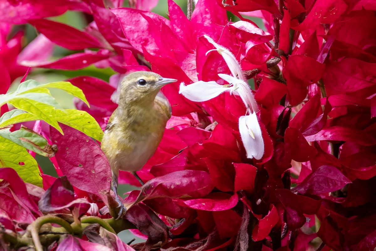 Tennessee Warbler - Sandy & Bob Sipe