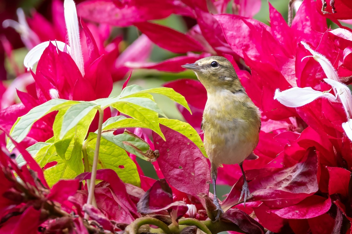 Tennessee Warbler - Sandy & Bob Sipe