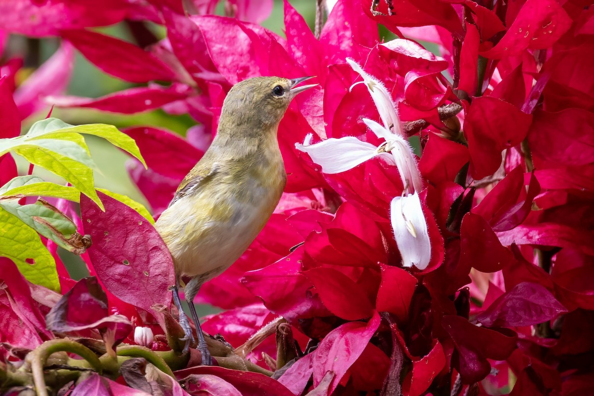 Tennessee Warbler - Sandy & Bob Sipe