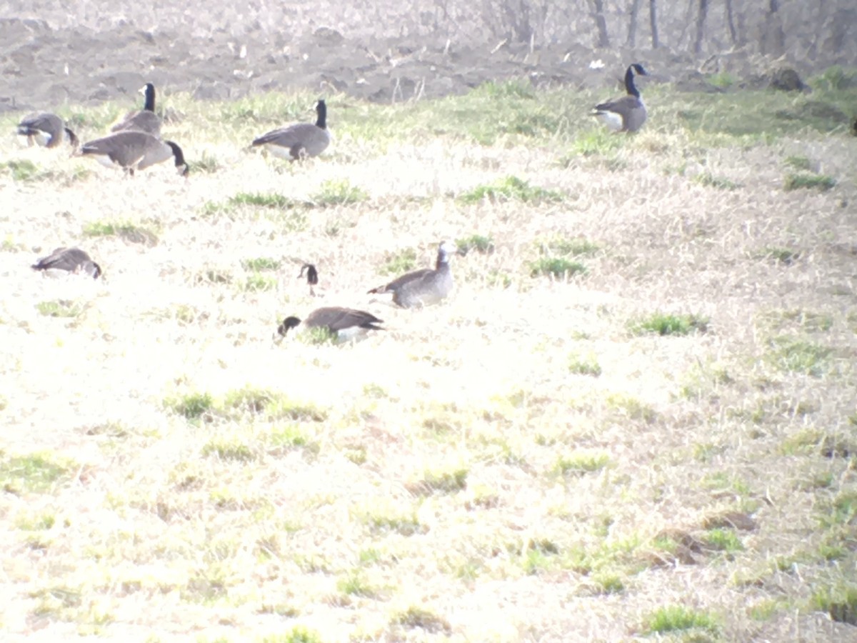 Snow x Canada Goose (hybrid) - ML617489797