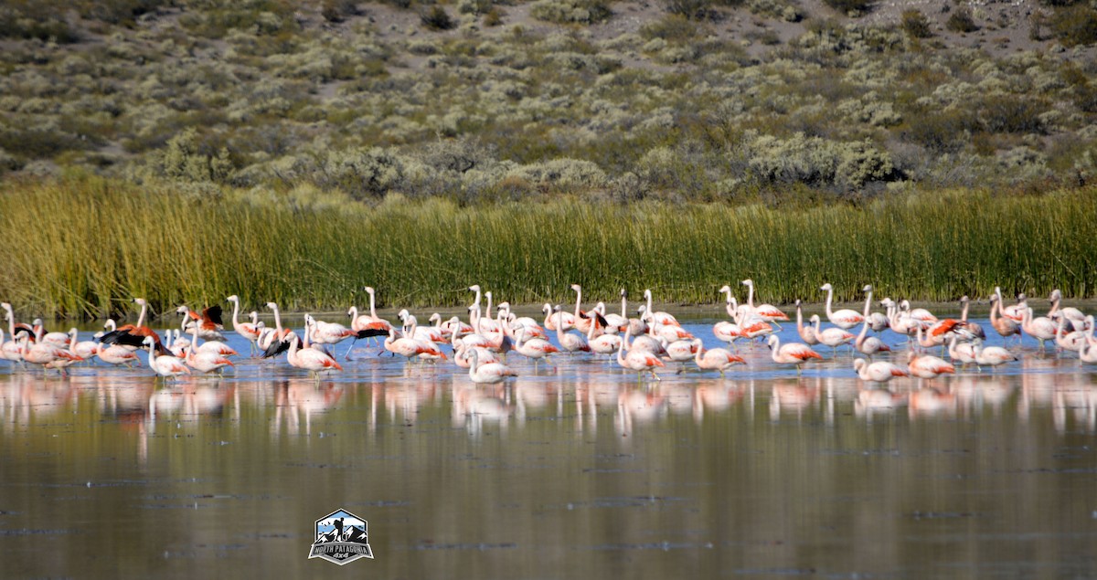 Chilean Flamingo - Estela  Garrido