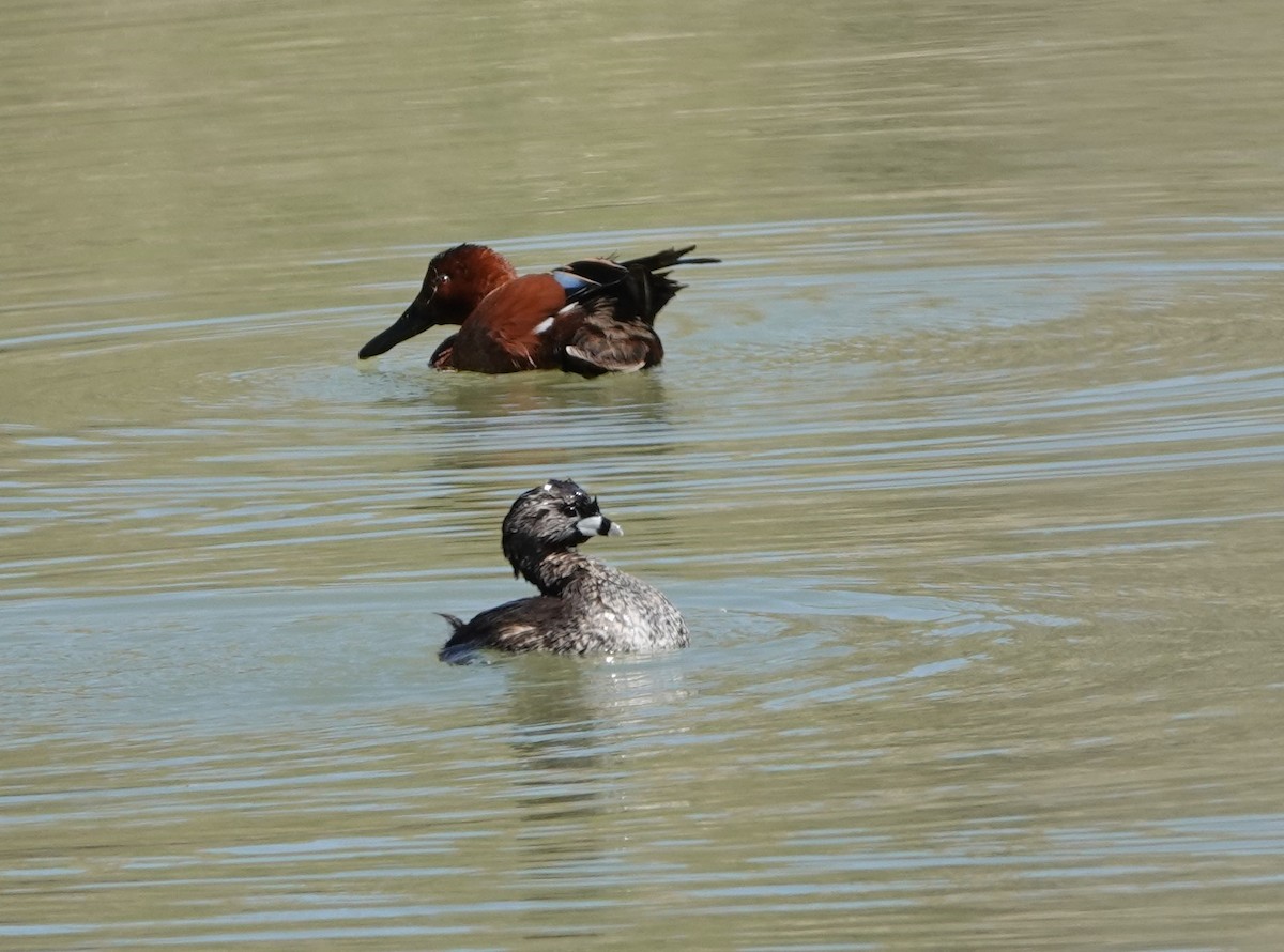 Pied-billed Grebe - ML617489877