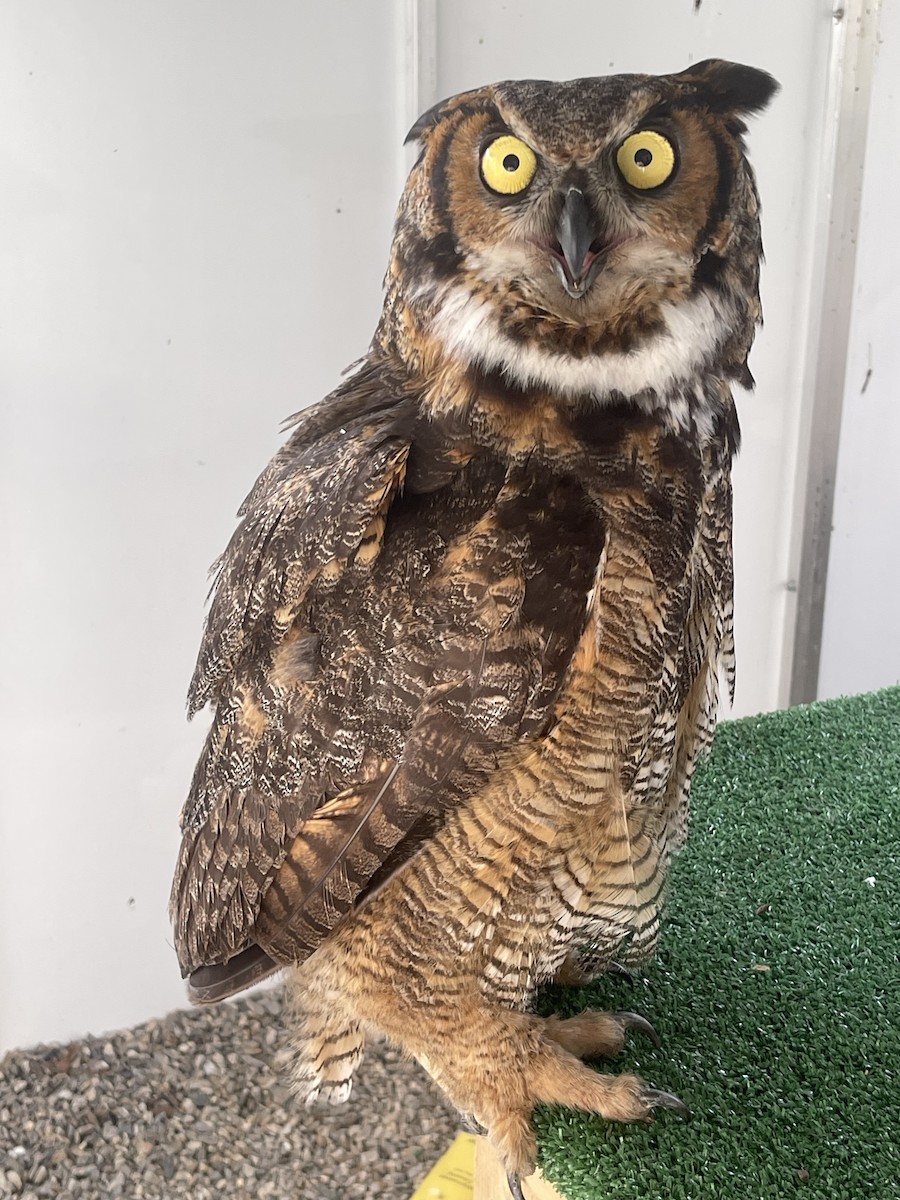 Great Horned Owl - ML617489949