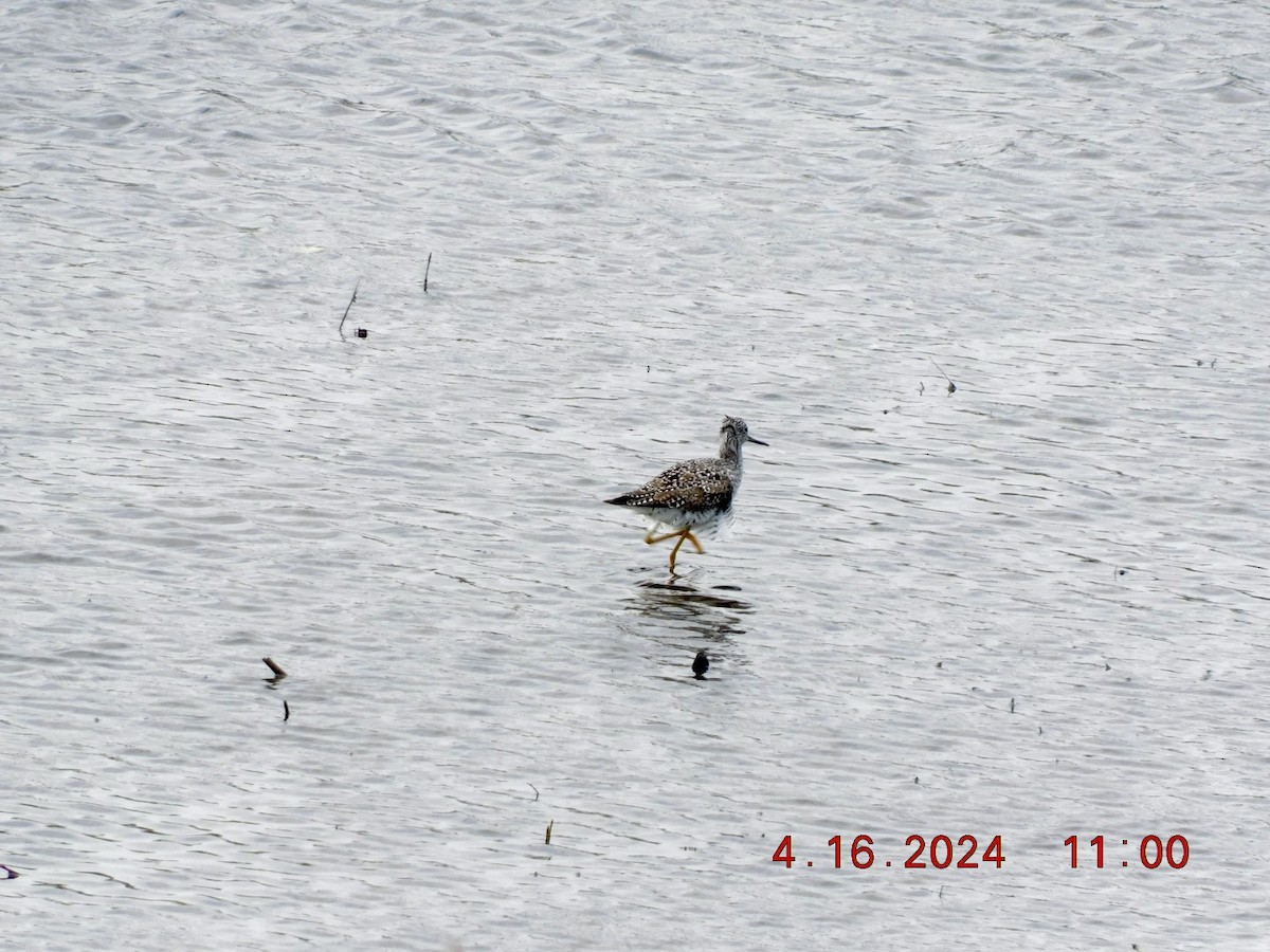 Greater Yellowlegs - ML617489967