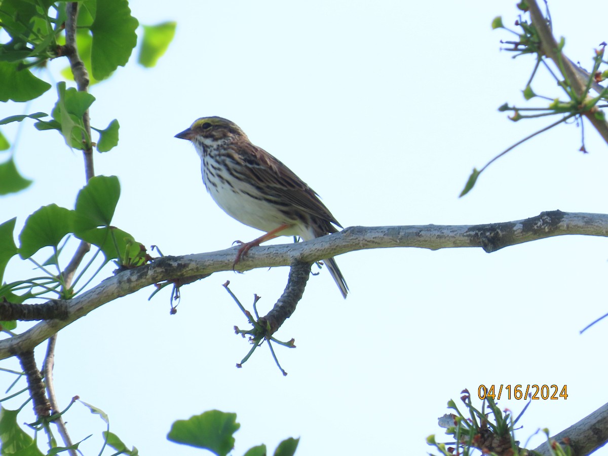 Savannah Sparrow - ML617490043