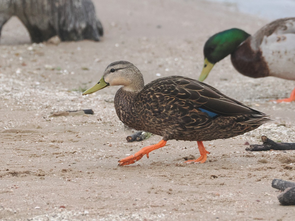 Mottled Duck - ML617490089