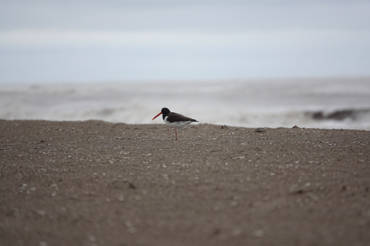 American Oystercatcher - ML617490097