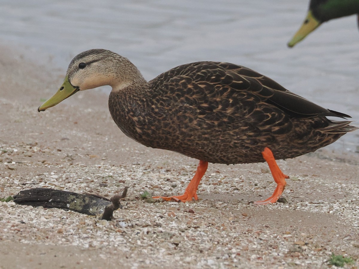 Mottled Duck - ML617490101