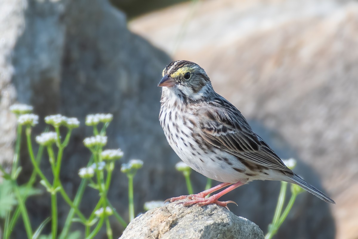 Savannah Sparrow - ML617490118