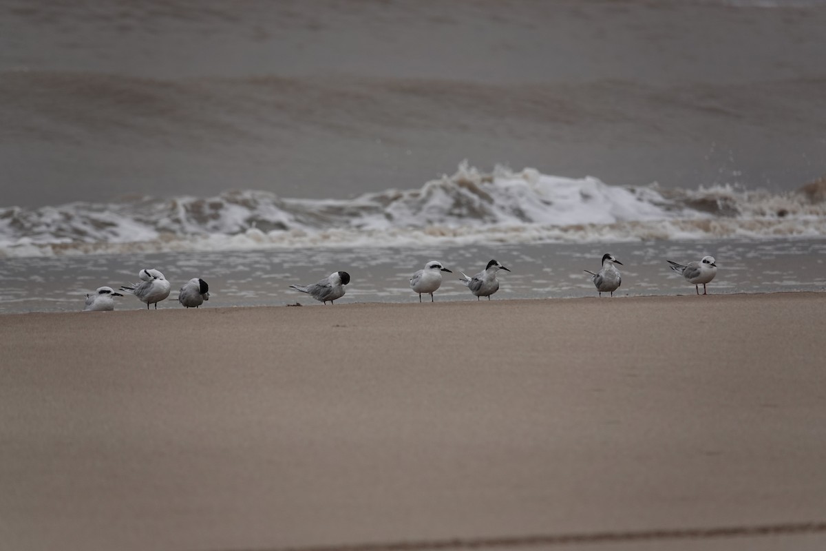 Common Tern - ML617490133