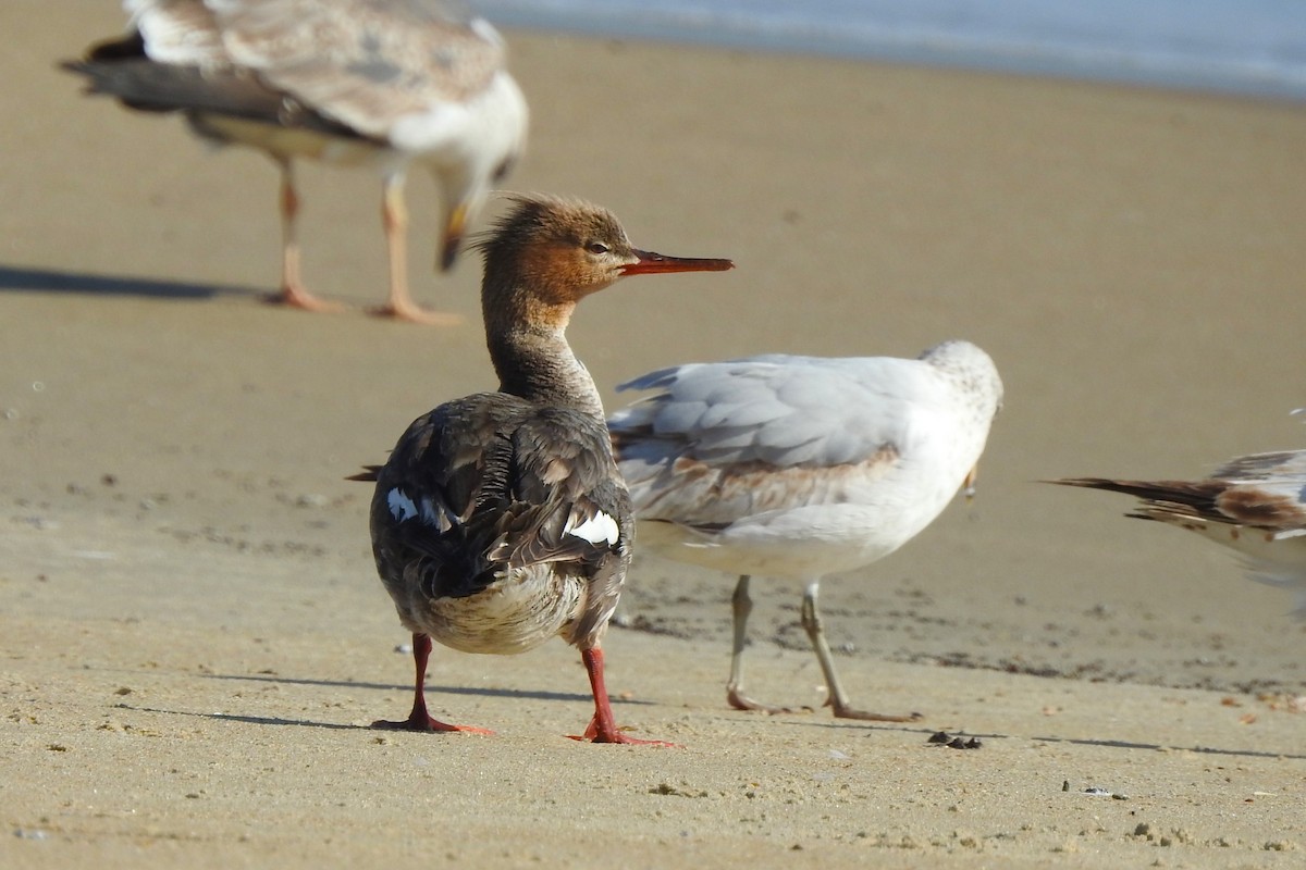 Harle huppé - ML617490209