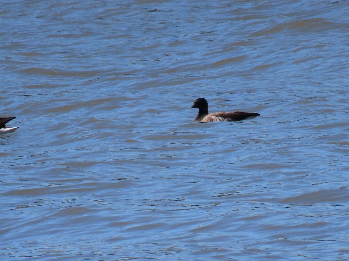 Brant - ML617490219