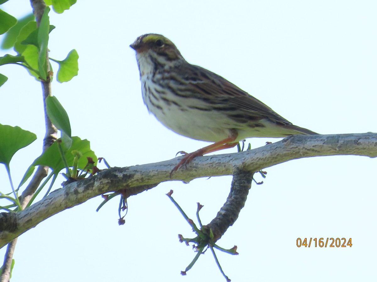 Savannah Sparrow - ML617490226