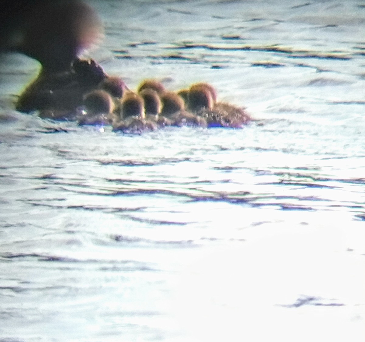 オウギアイサ - ML617490233