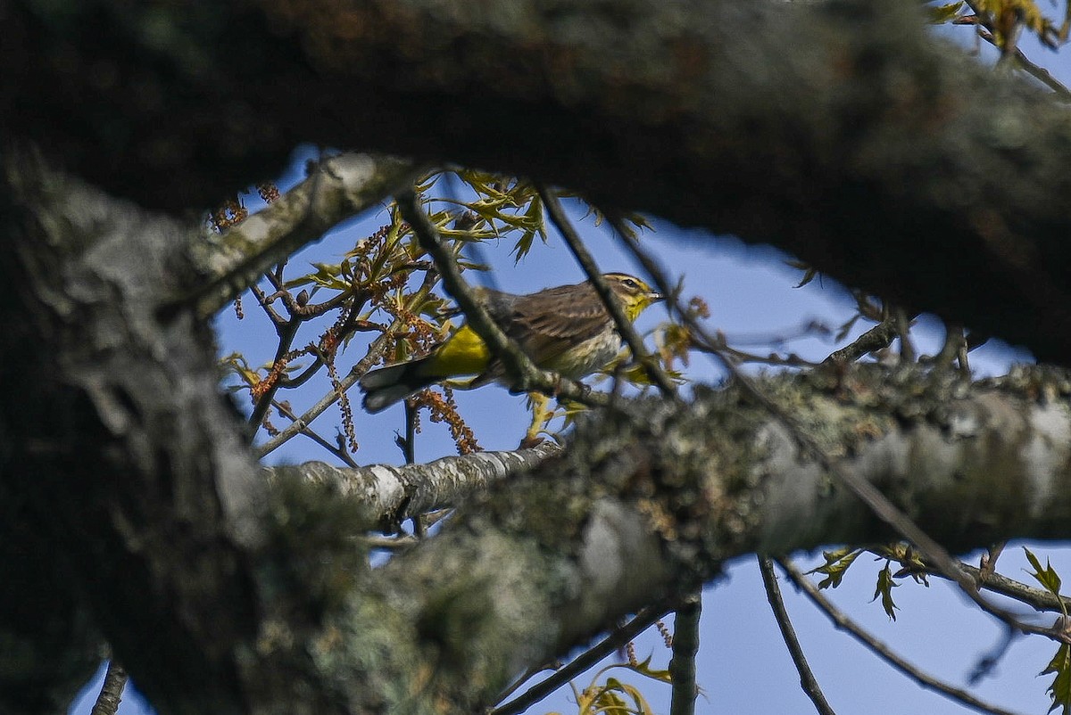 Palm Warbler - Patty Masten