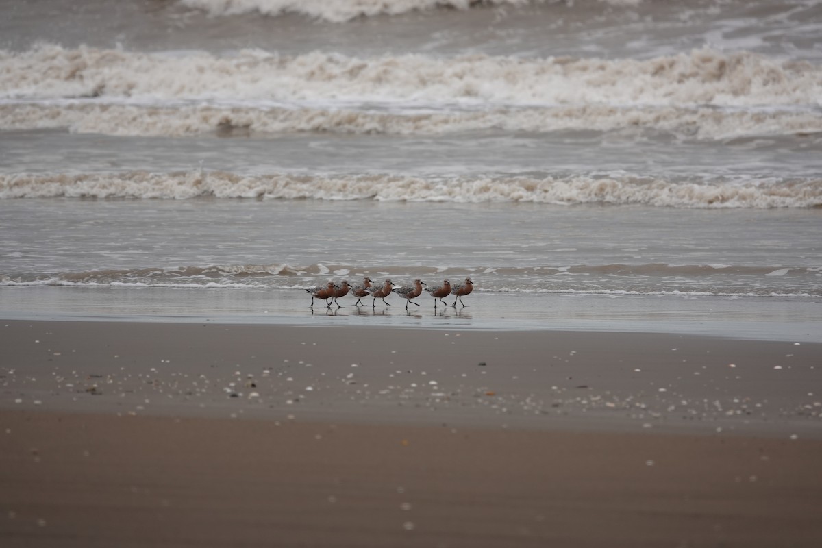 Red Knot - ML617490294