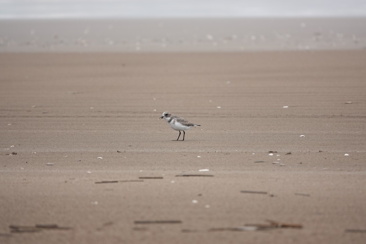 Two-banded Plover - ML617490318