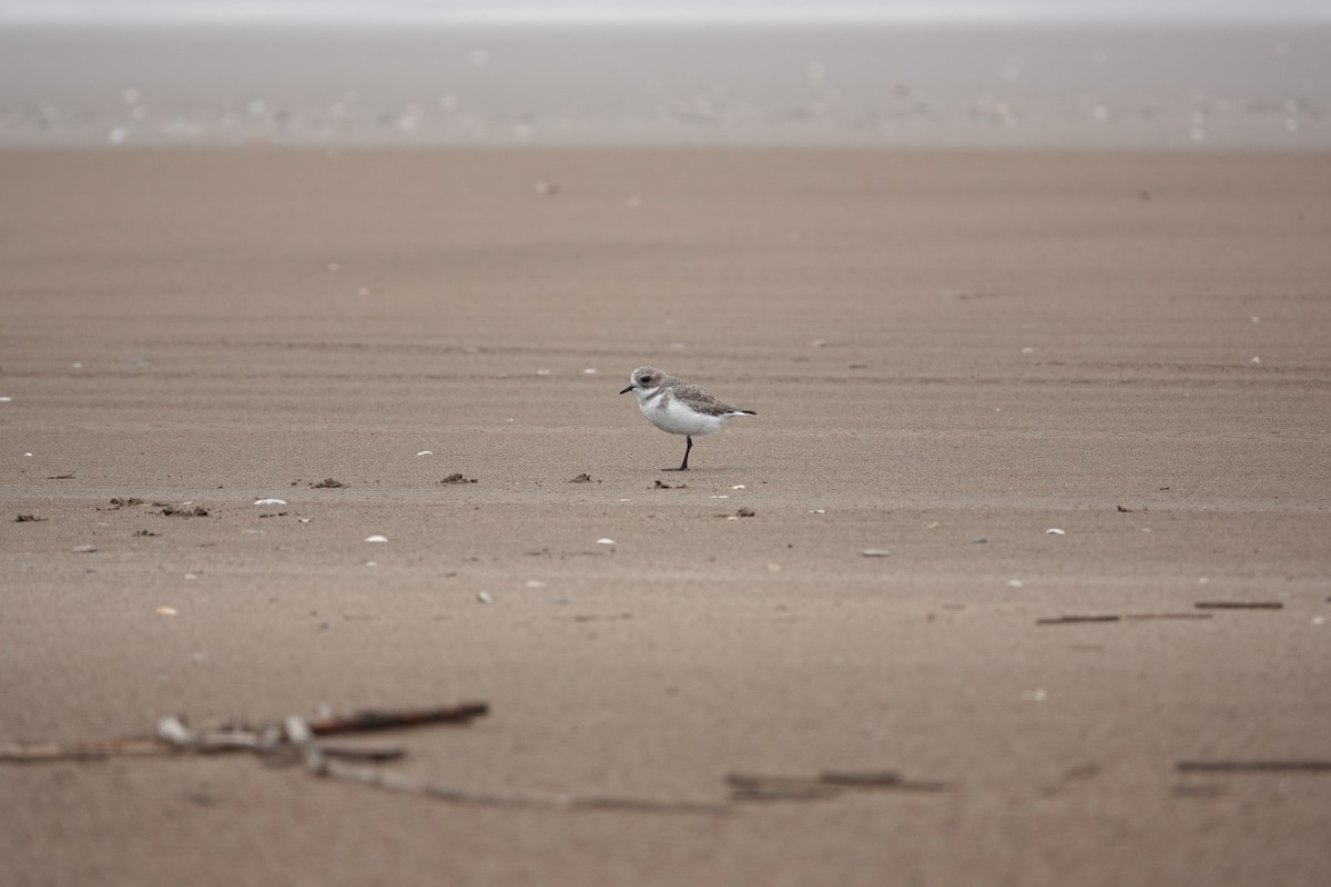 Two-banded Plover - ML617490319