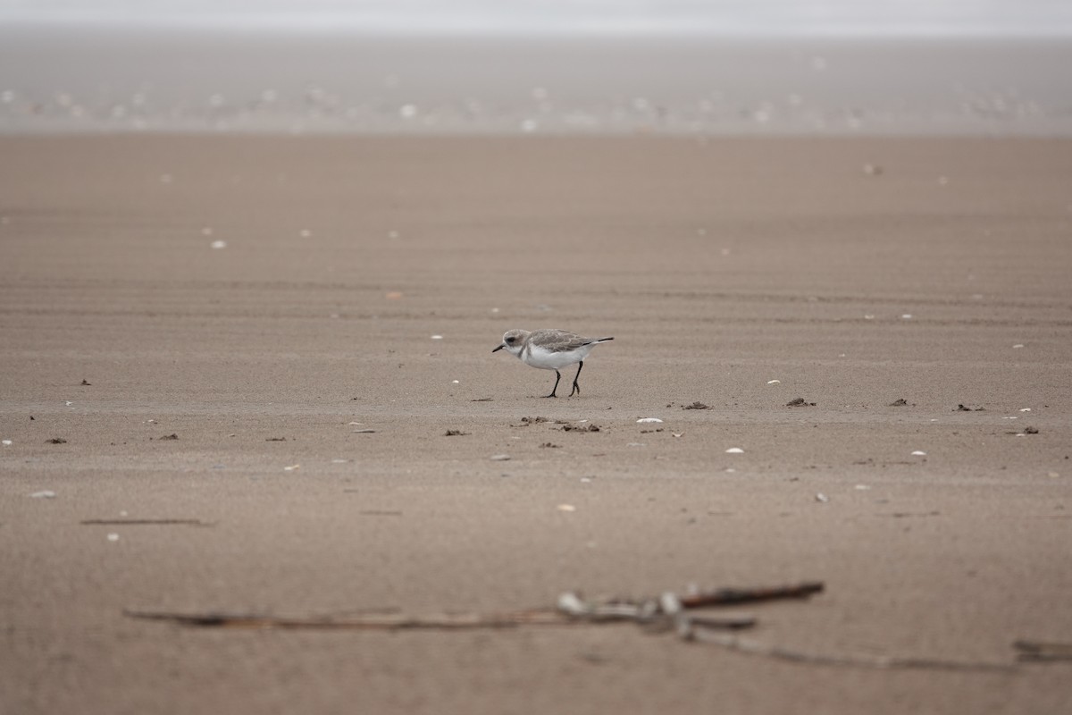 Two-banded Plover - ML617490320