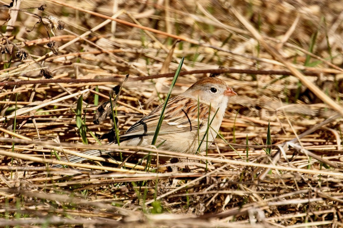 Field Sparrow - ML617490347