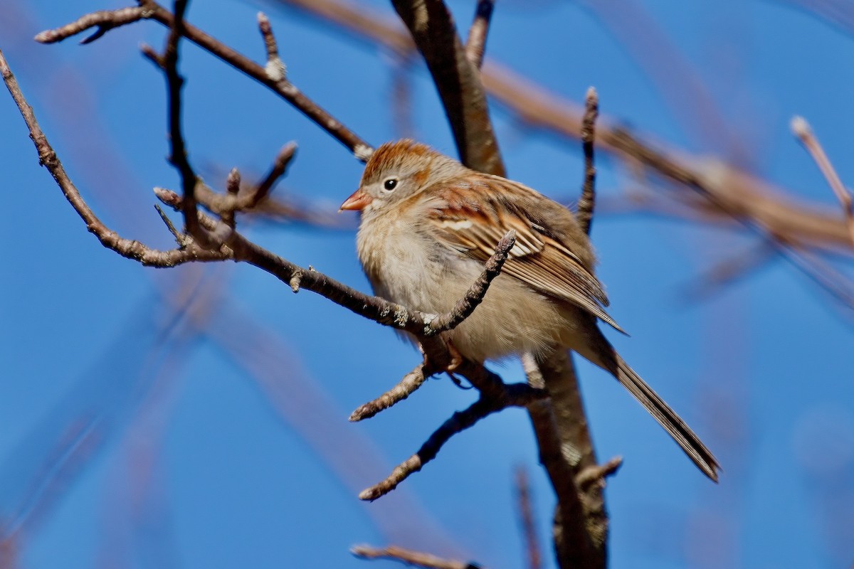 Field Sparrow - ML617490348
