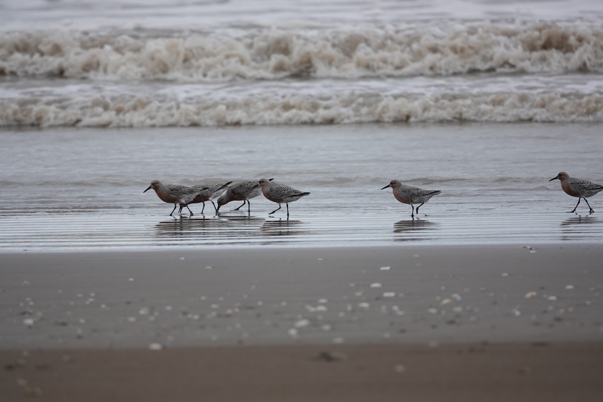 Red Knot - ML617490352