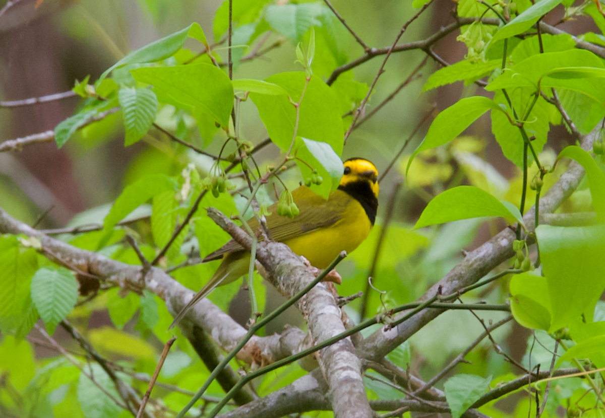 Hooded Warbler - Heather Buttonow
