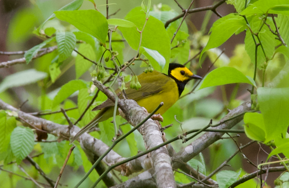 Hooded Warbler - ML617490377