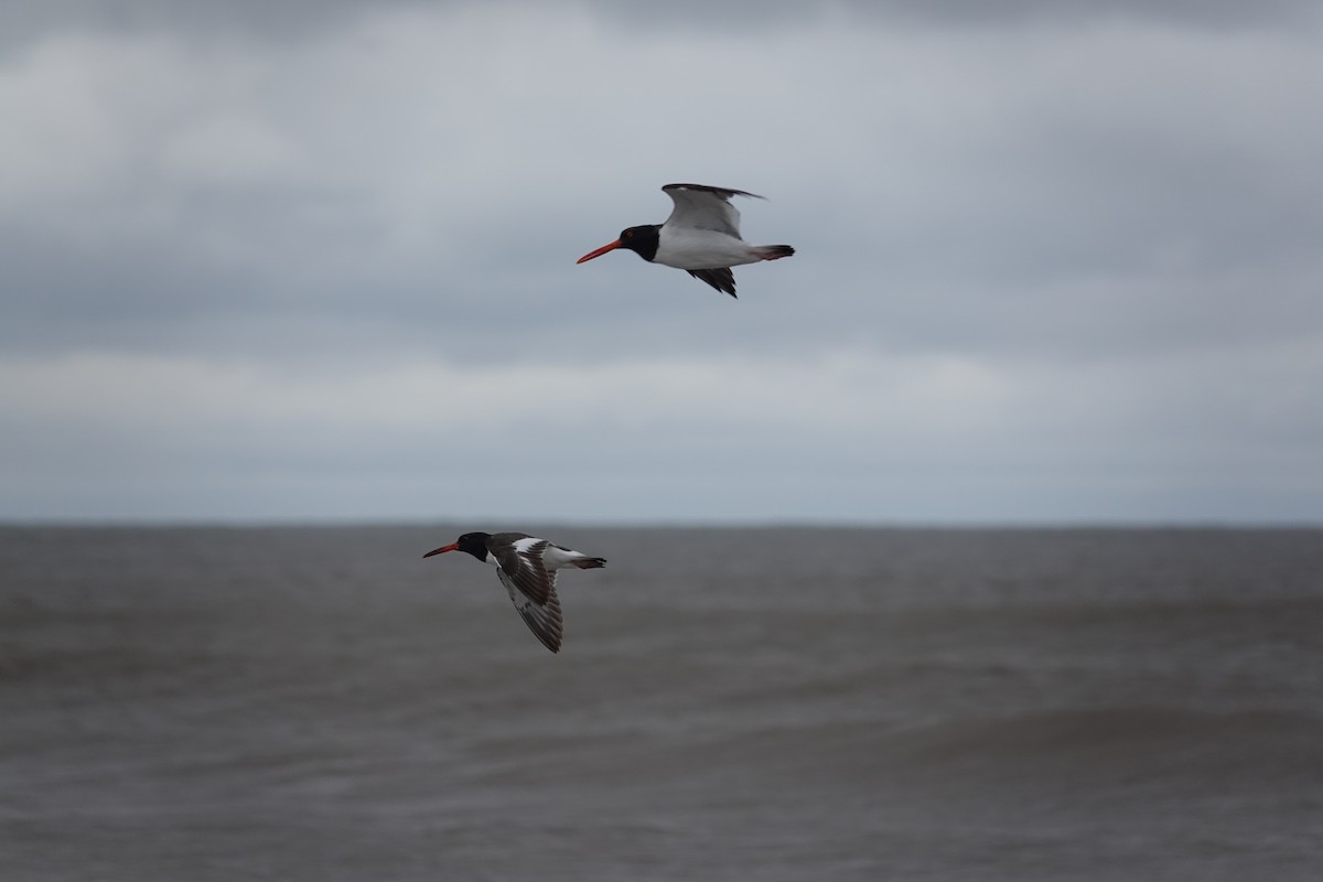 American Oystercatcher - ML617490403