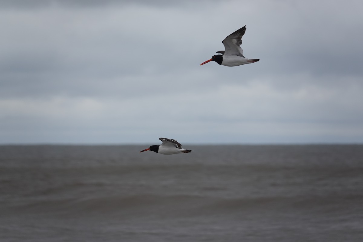 American Oystercatcher - ML617490404