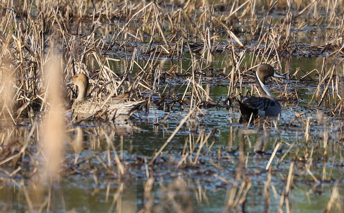 Northern Pintail - ML617490466