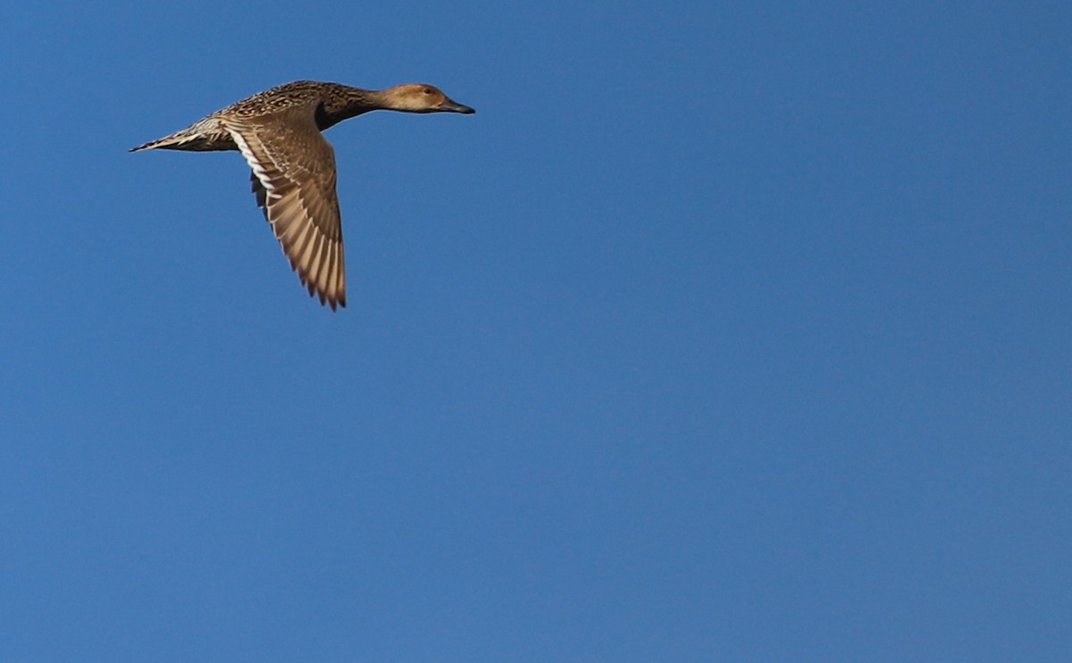 Northern Pintail - ML617490492