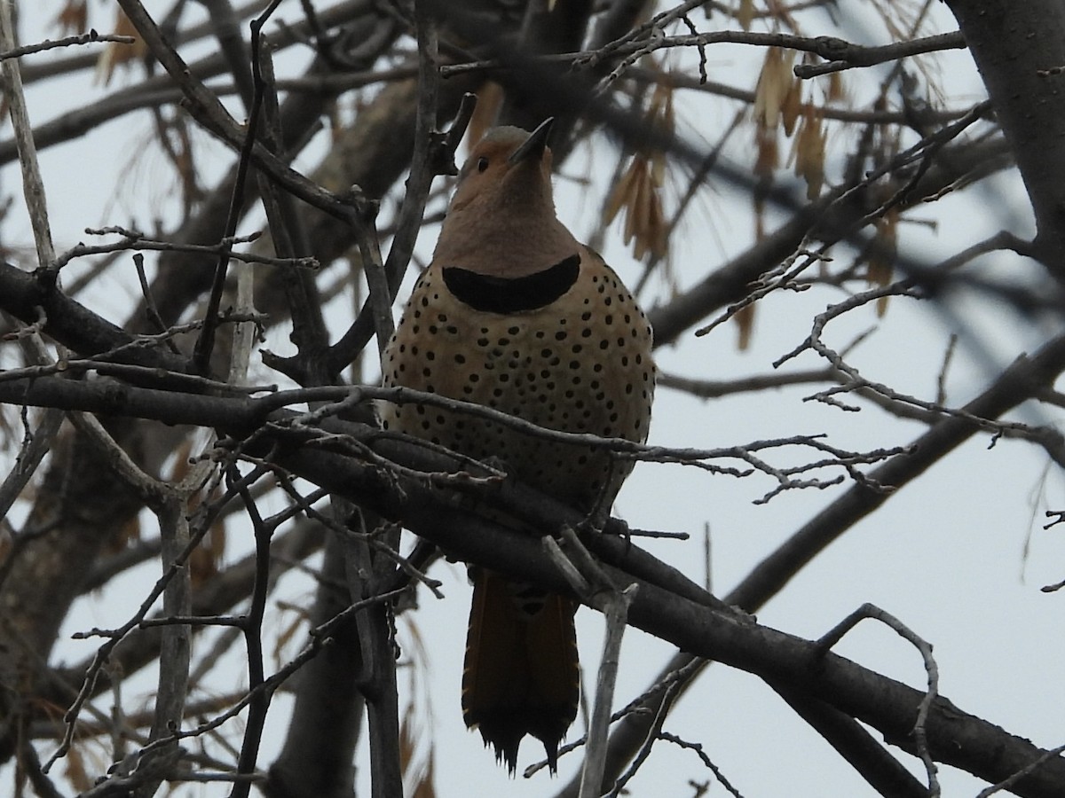 Northern Flicker - ML617490509