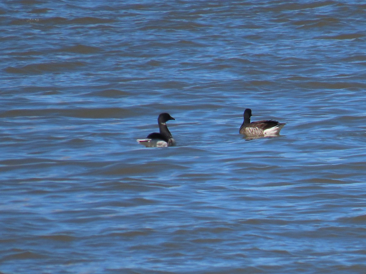 Brant - ML617490516