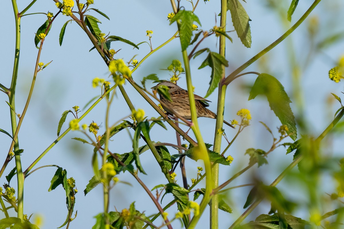 Lincoln's Sparrow - ML617490529