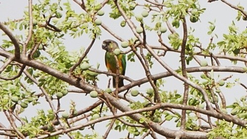 Сенегальский попугай - ML617490547