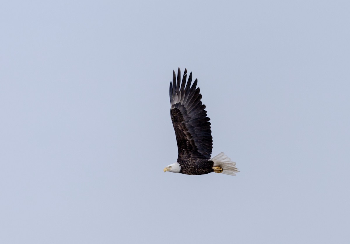 Bald Eagle - Lonny Garris