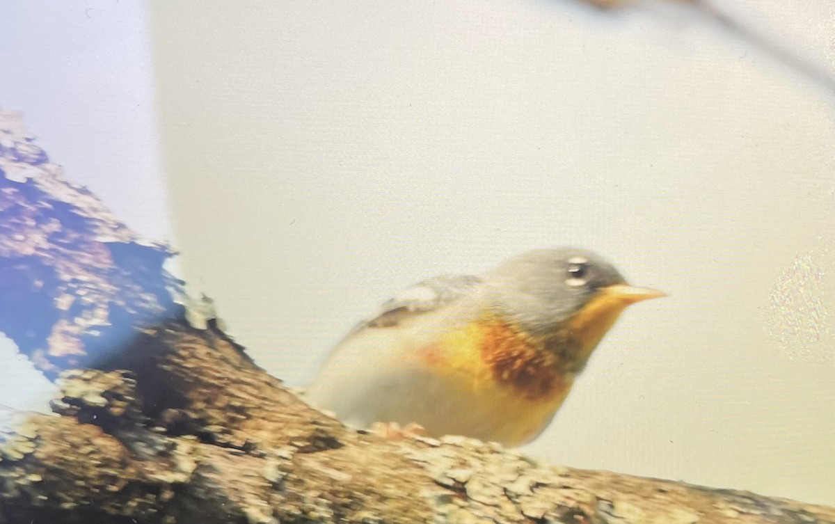 Northern Parula - ML617490623