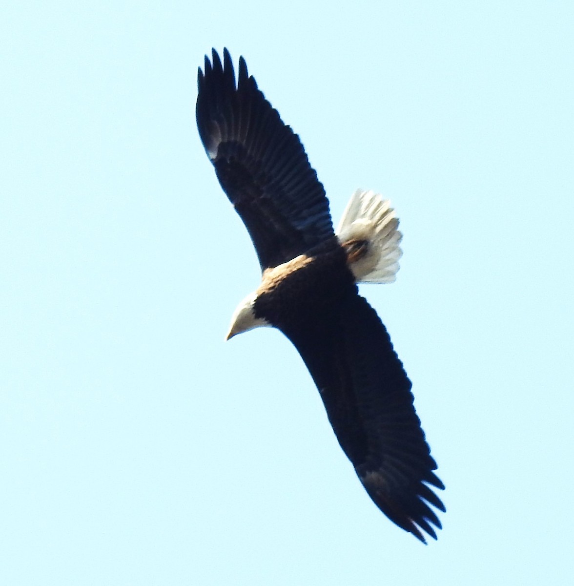 ハクトウワシ - ML617490626