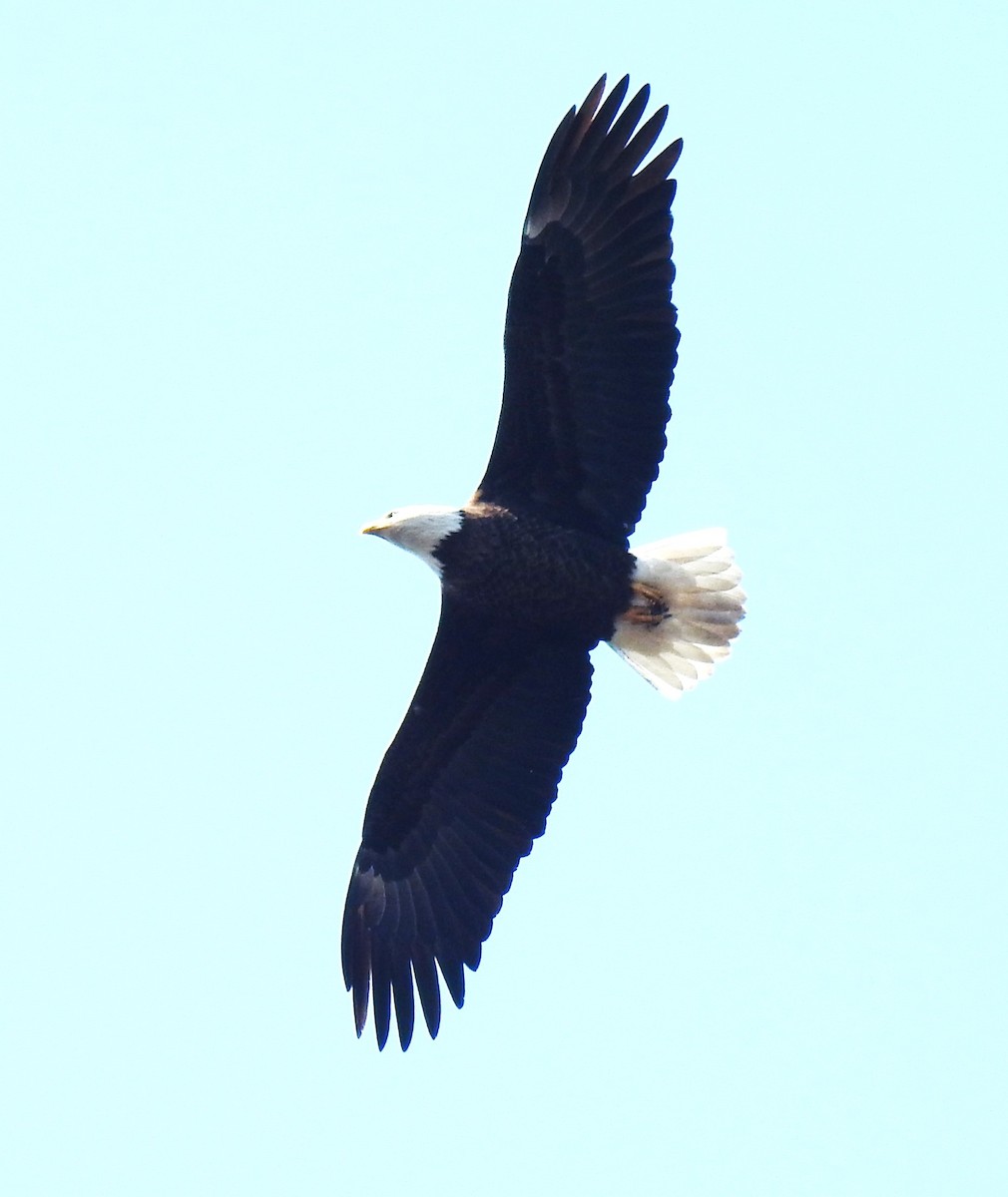 ハクトウワシ - ML617490627