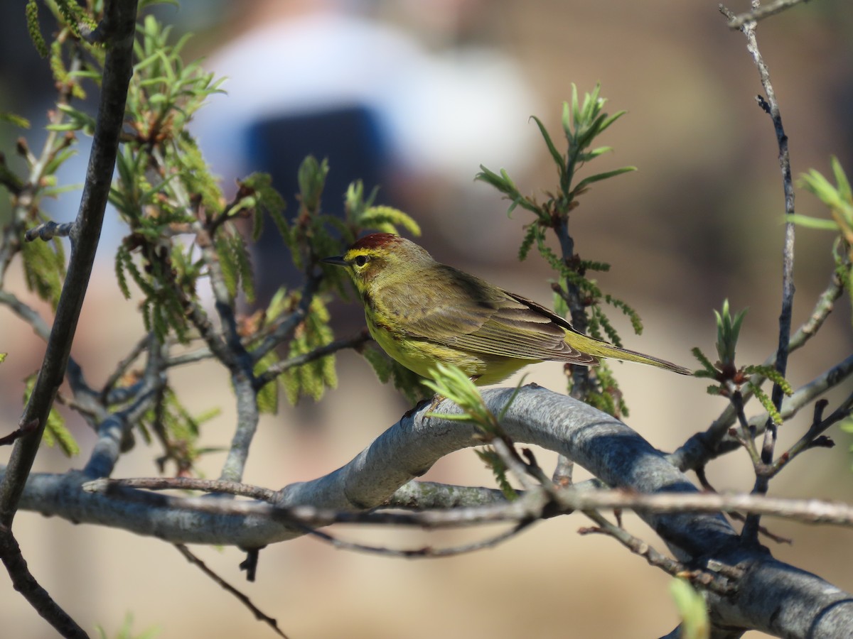 Palm Warbler - Charles Seniawski