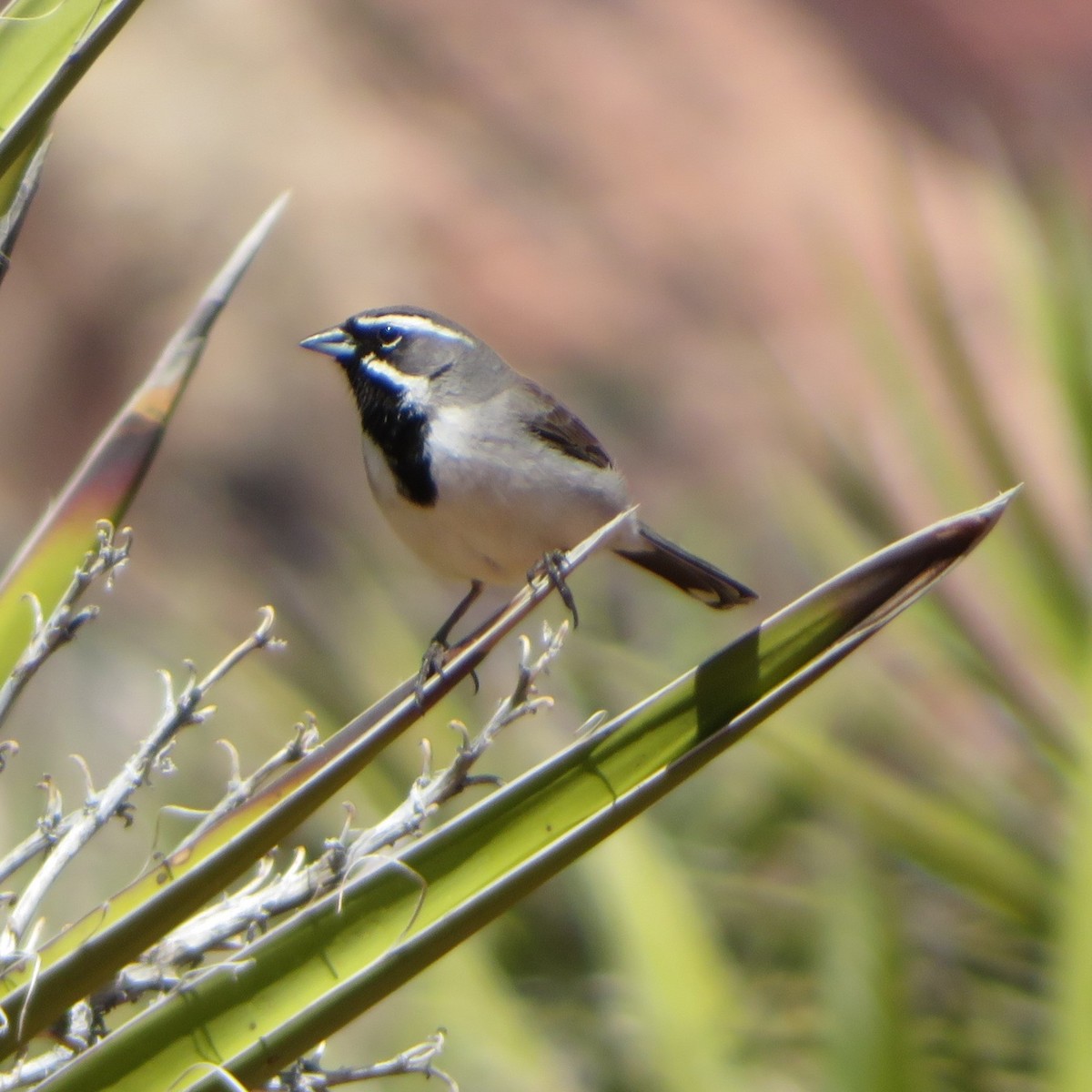 Black-throated Sparrow - Lisa Anderson