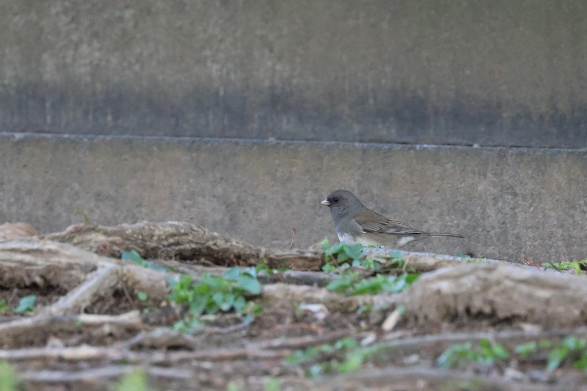 Dark-eyed Junco - ML617490703