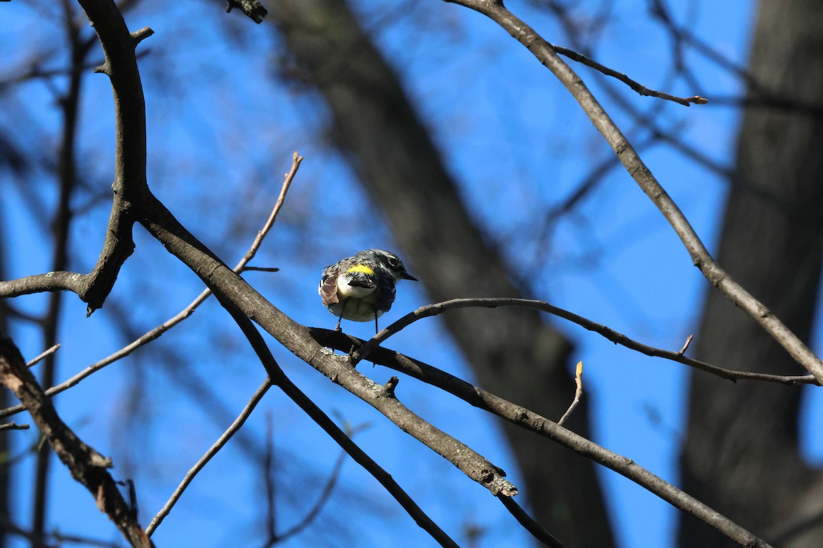 Yellow-rumped Warbler - ML617490709